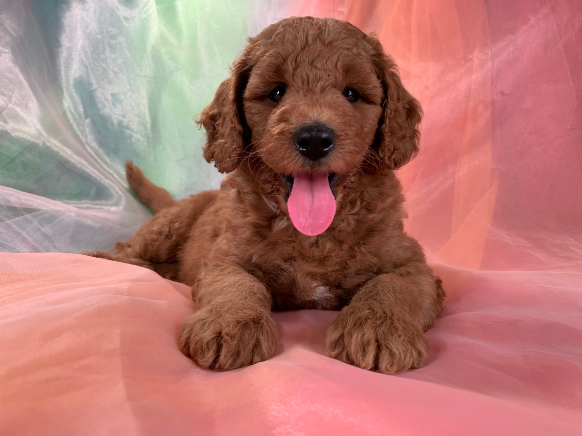 Dark Red Male Mini Bernedoodle Puppy for Sale, DOB 6-15-2022, $1800